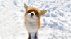 small-fox-in-snow.jpg